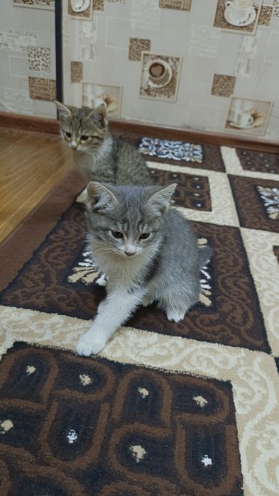 Кошки бесплатно отдам даром