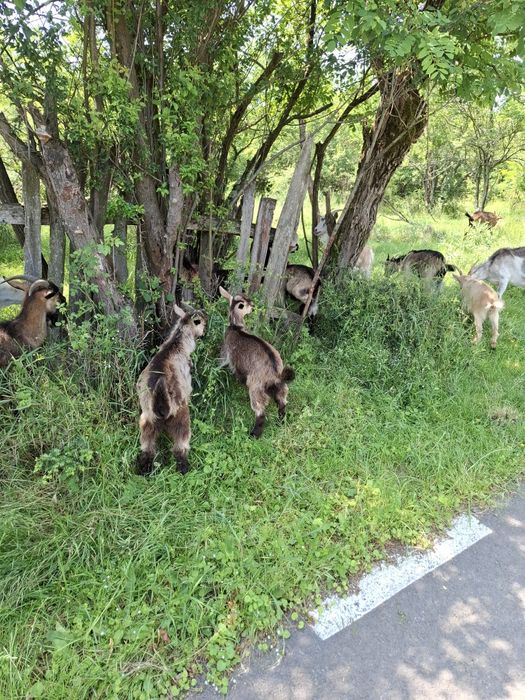 Vând capre cu iezi