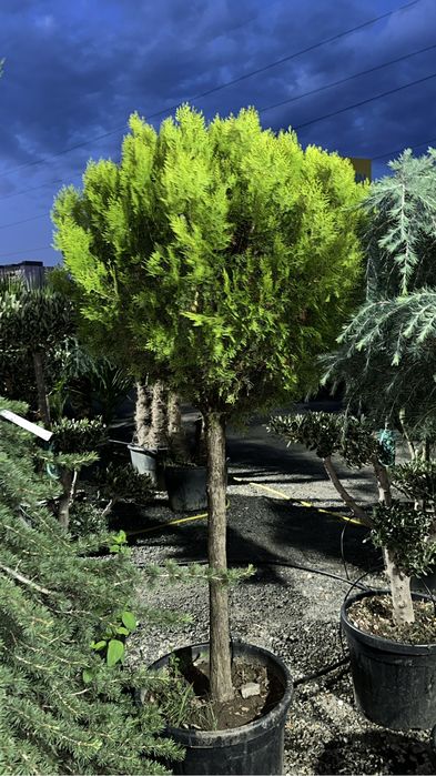 Brazi pohtinia red tuia euonimus pom pom spirale bosai magnoli artari