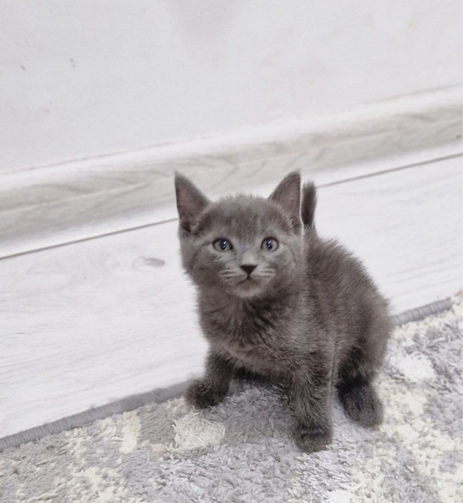 Мушук котенок.