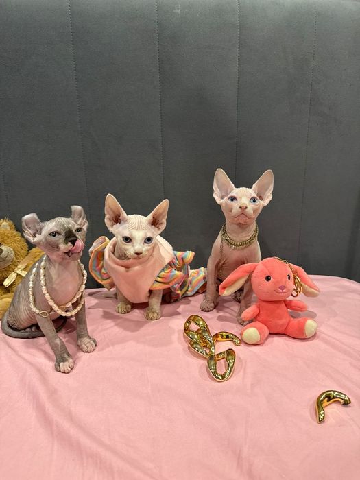 Шикарные Сфинксы