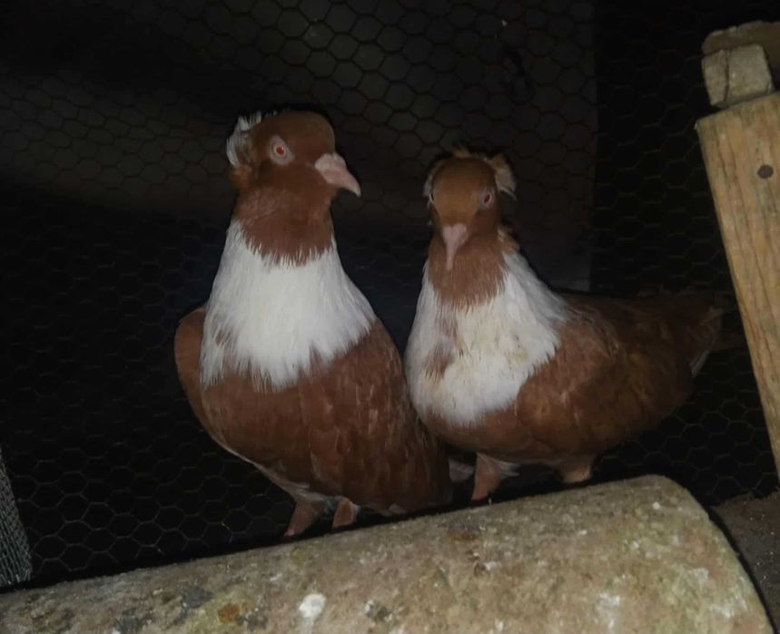 Мардини.Чирпански и типлери