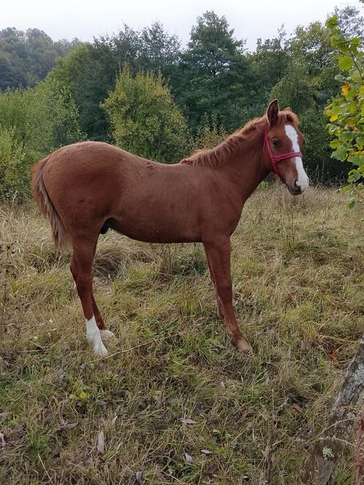 Mânz , vârsta 6 luni