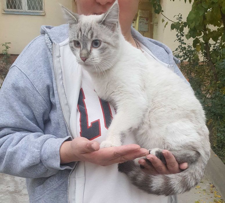 Отдаётся даром очень красивый котёнок