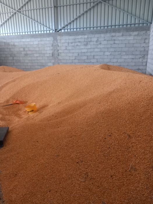 Vând grăunte foarte uscate