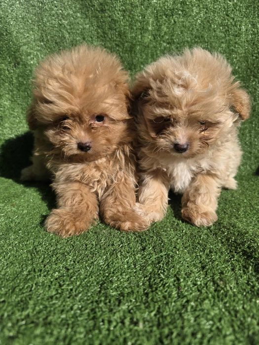 Малтипу момчета/