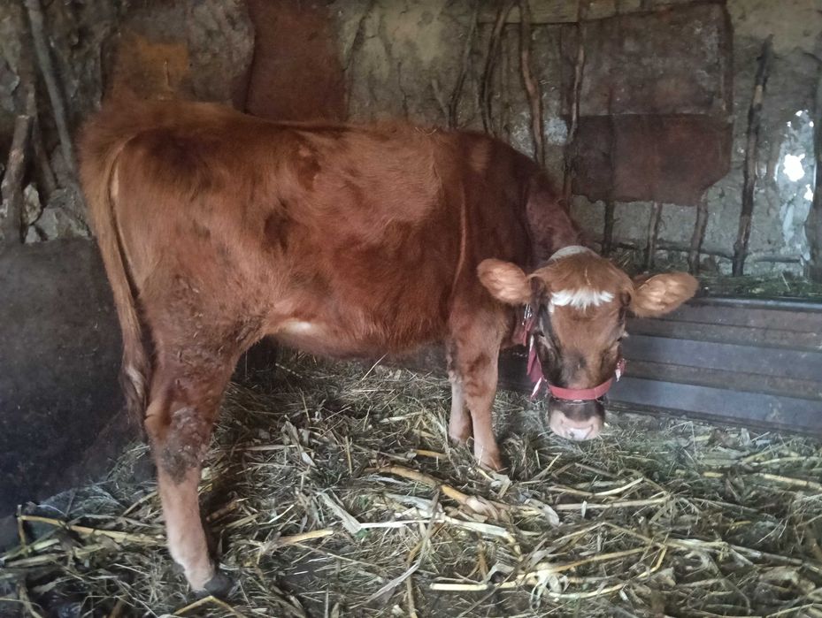 Vând vițică 8 luni