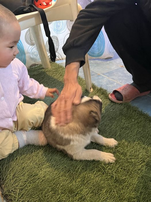 Алабай күшіктер