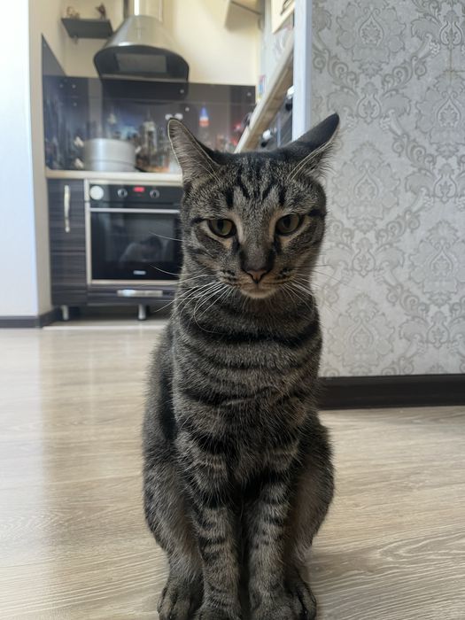 Отдам кота в хорошие руки