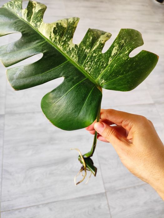 Альба монстера черенки