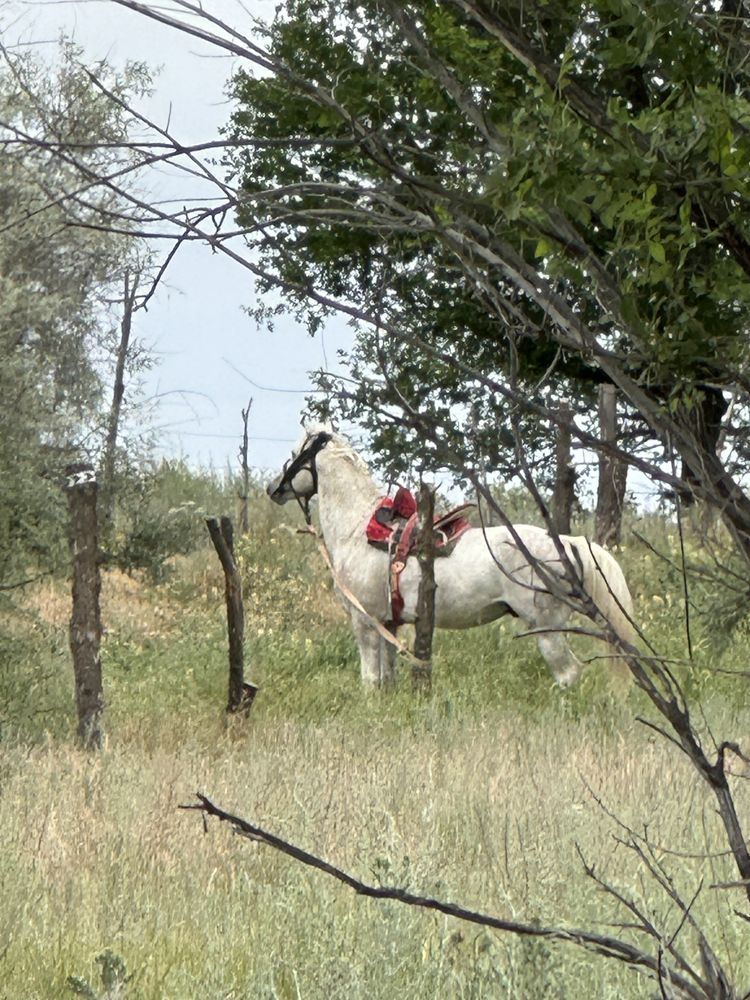 Айгыр  5  жасар