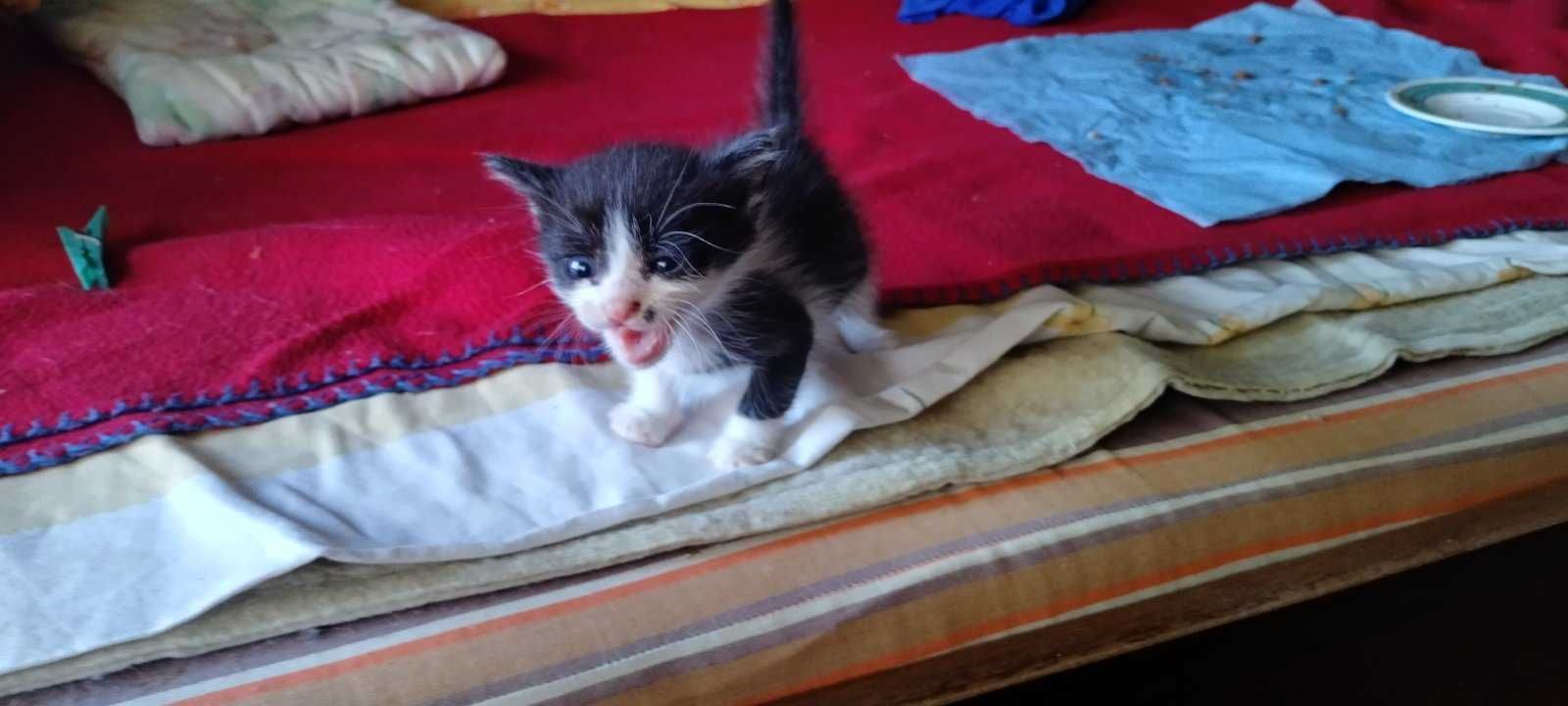 котета за подаряване и гледане с любов