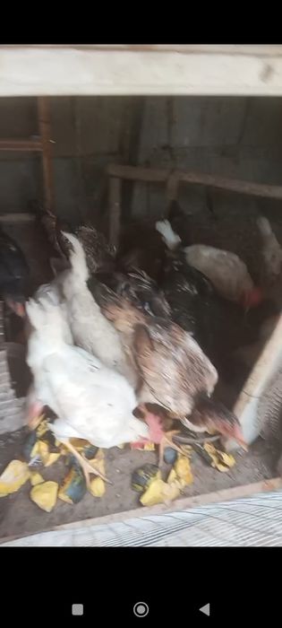 Sotiladi tovu horozlar