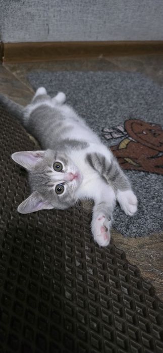 Продам котят,недорого!