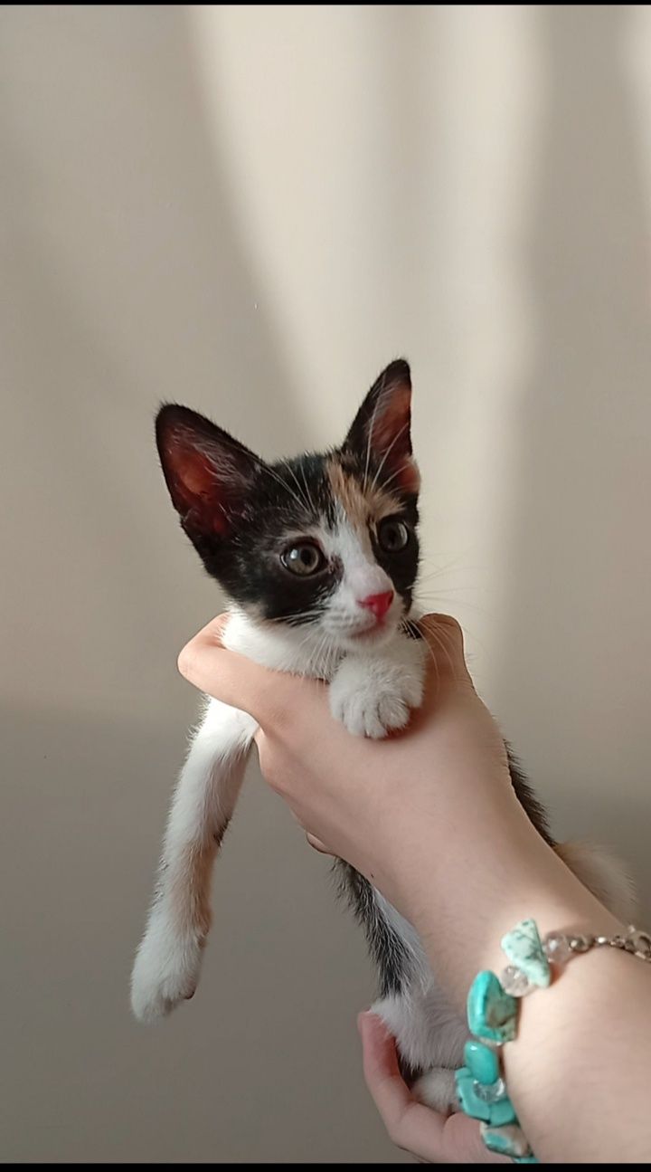 Котята бесплатно