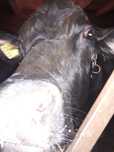 Vând vaca angus 3 ani