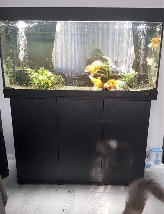 Acvariu 350 L juwel rio cu stand complet si carasi oranda/ranchu