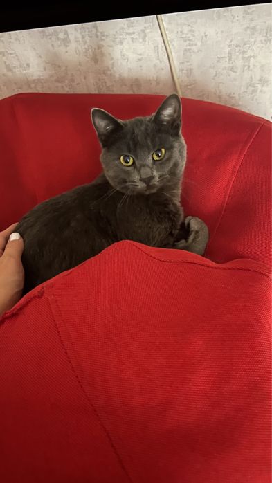 Отдам котика в добрые руки