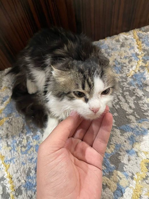 Отдам котенка только в добрые руки , кто готов быть ее семьей