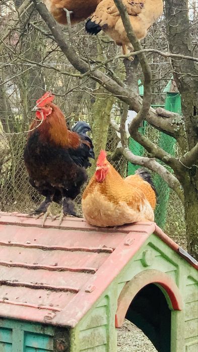 Vand Cocoși si Rațe