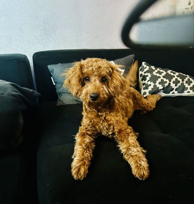 Пудел Той……………………………