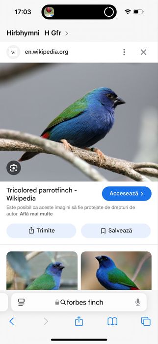 Pasari exotice africane si australiene