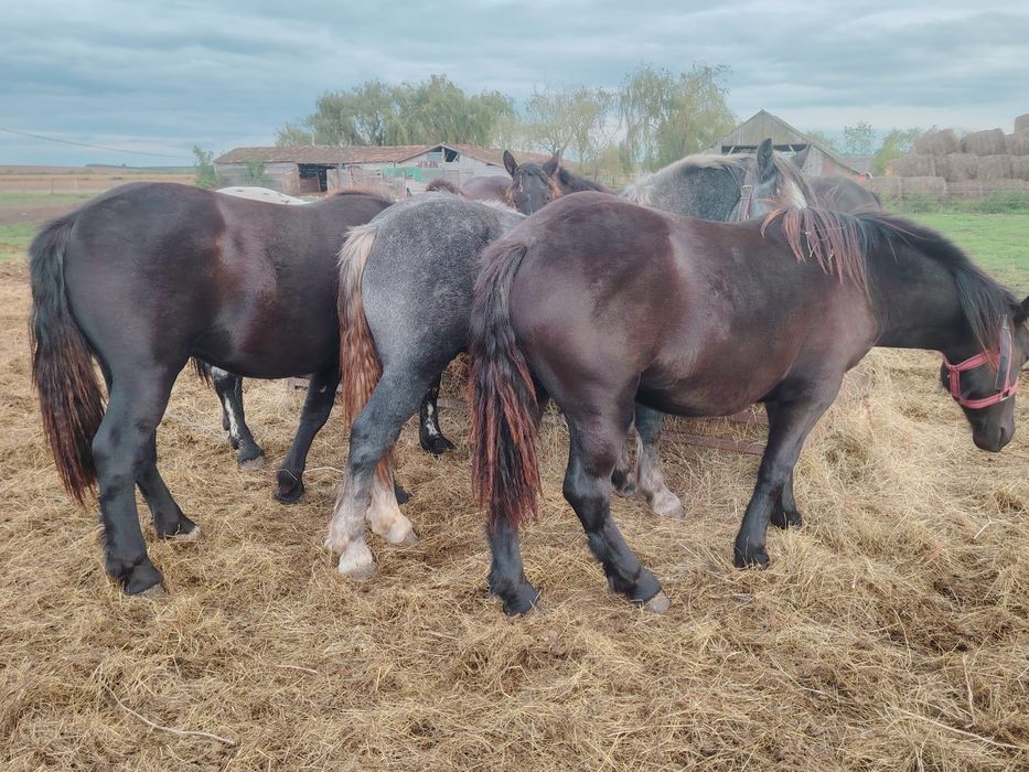 Manji de 1 .5 ani din părinți de rasa