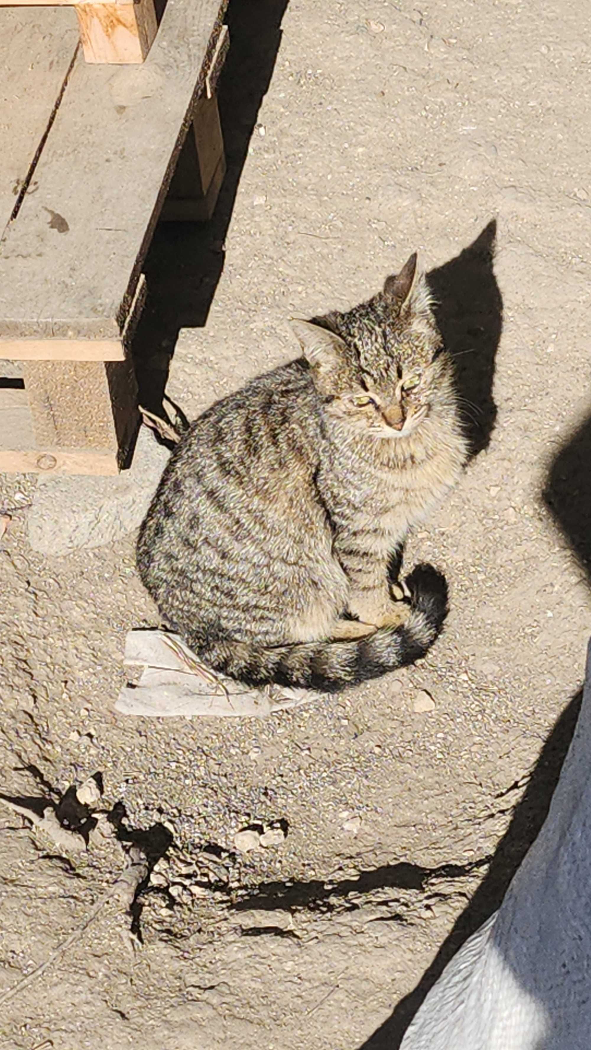 Подарявам котенца