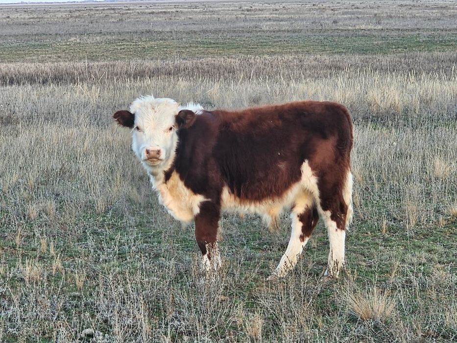 Продам бычков подсос 11 голов