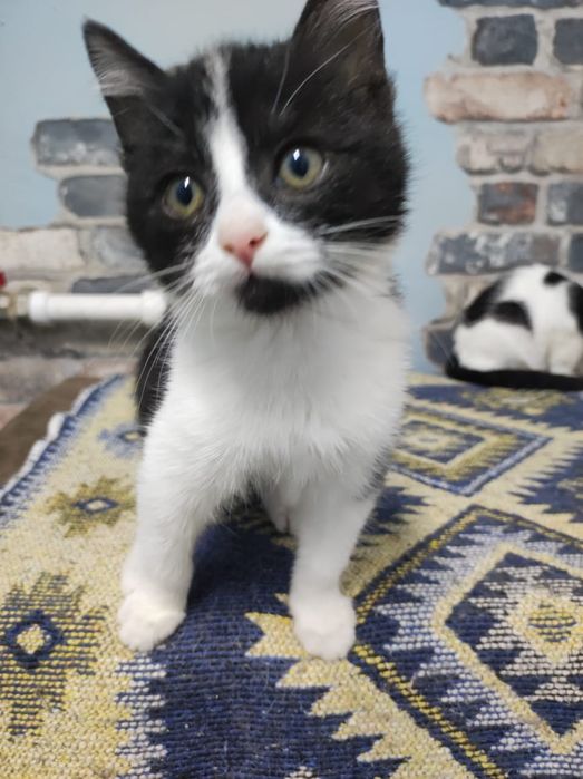 Маленький Тяпа в поиске родителей