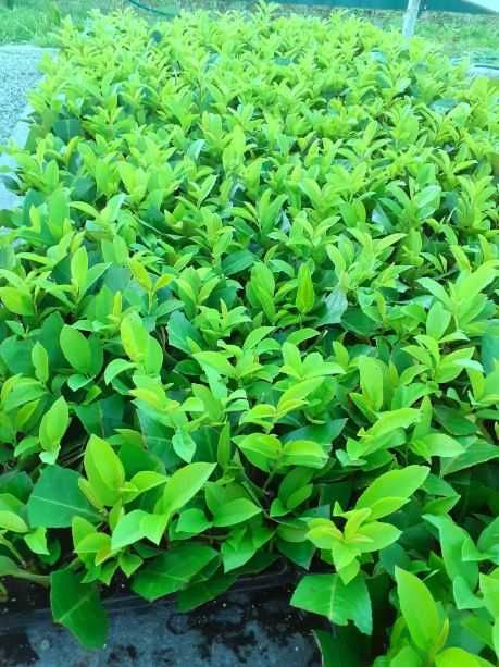 Laur englezesc - Prunus Laurocerasus Rotundifolia +/-15 cm