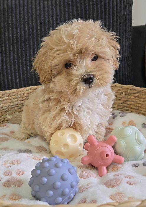 Пудел тийкъп /Малтипу Мaltipoo / Poodle toy