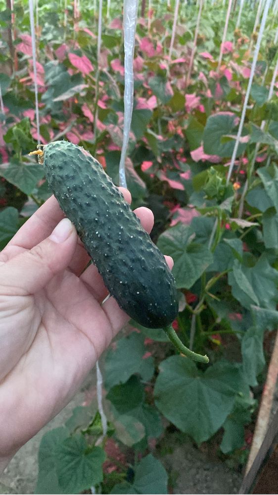 Продам дом срочно