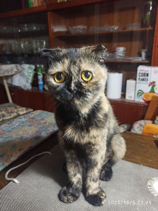 Кошка в добрые руки