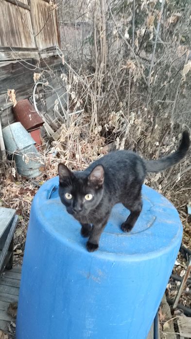 Отдадим кошечку в хорошие руки