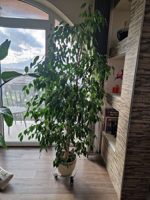 Фикус Бенджамин около 2м