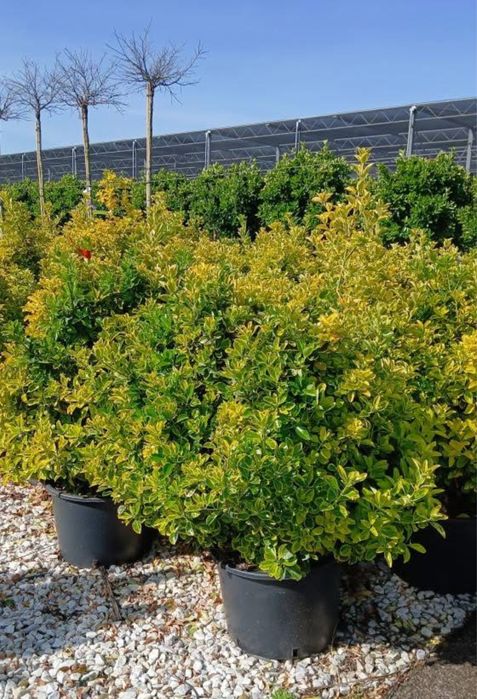 Plante ornamentale de diferite varietatii