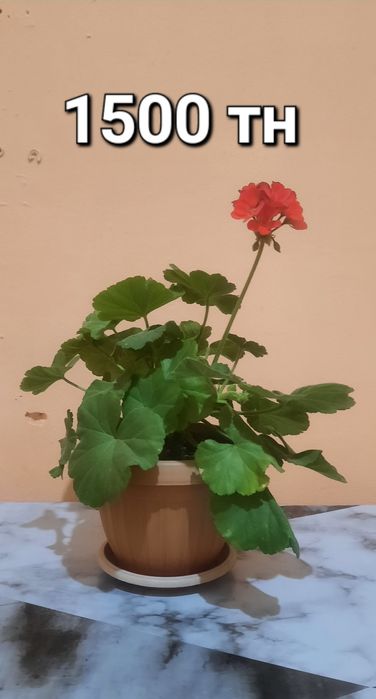 Продам комнатные цветы