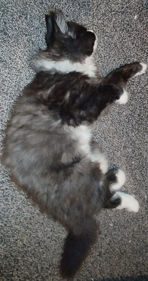Котик милашка ищет дом