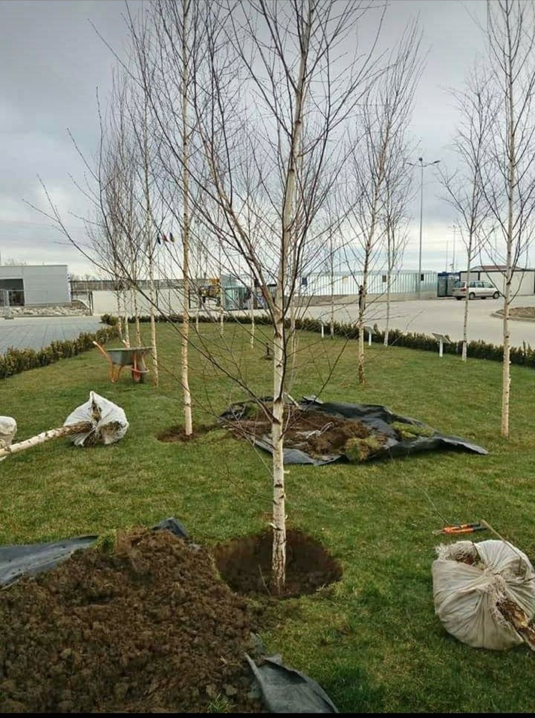 Mesteacăn Tuia Tei de floare leylandii