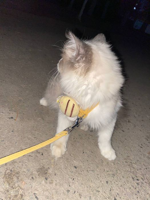 erkak mushuk parodiali