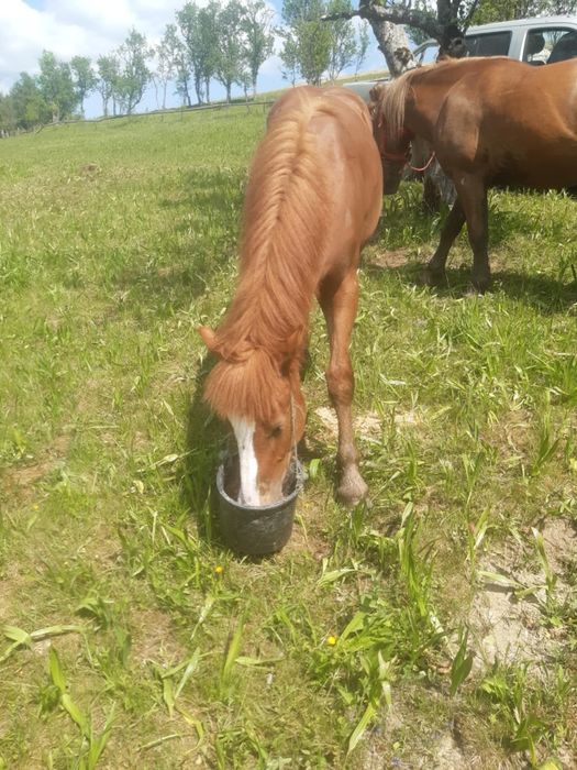Vând manz de 1 an și 3luni