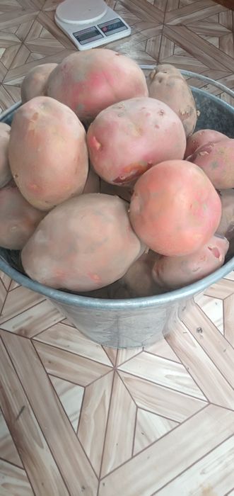 Продам красную картошку домашнюю
