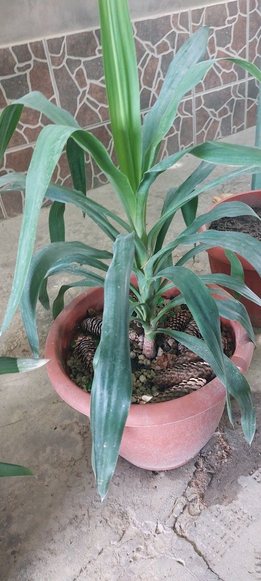 Yucca planta de interior