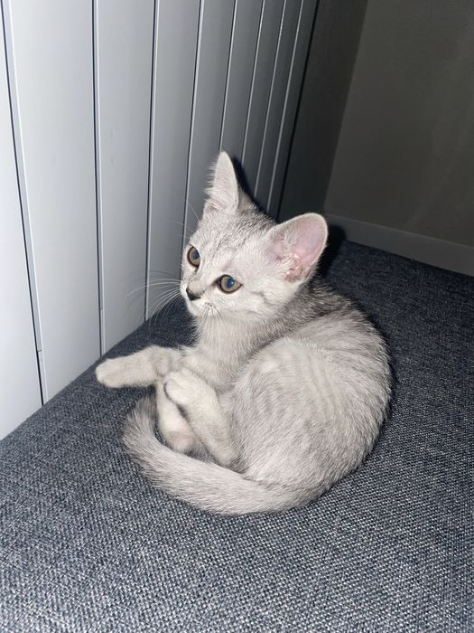 Продается кошка породистая