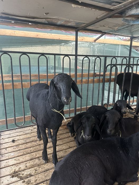 qõchqorlar sotiladi