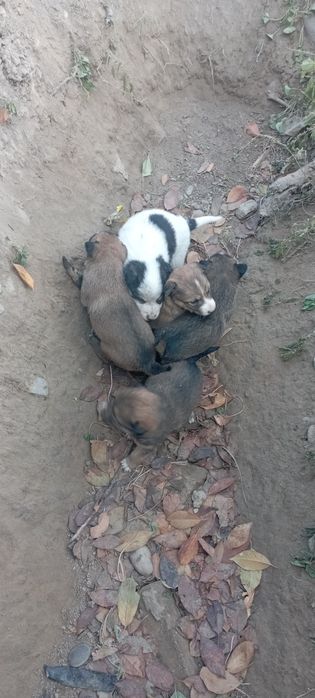 Kuchuk bola it 8 ta bor