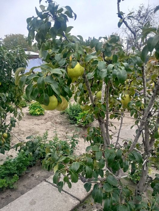 Pere de iarnă,de vânzare