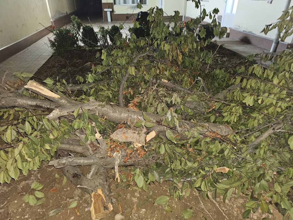 Oʻtin tekinga, дрова бесплатно.