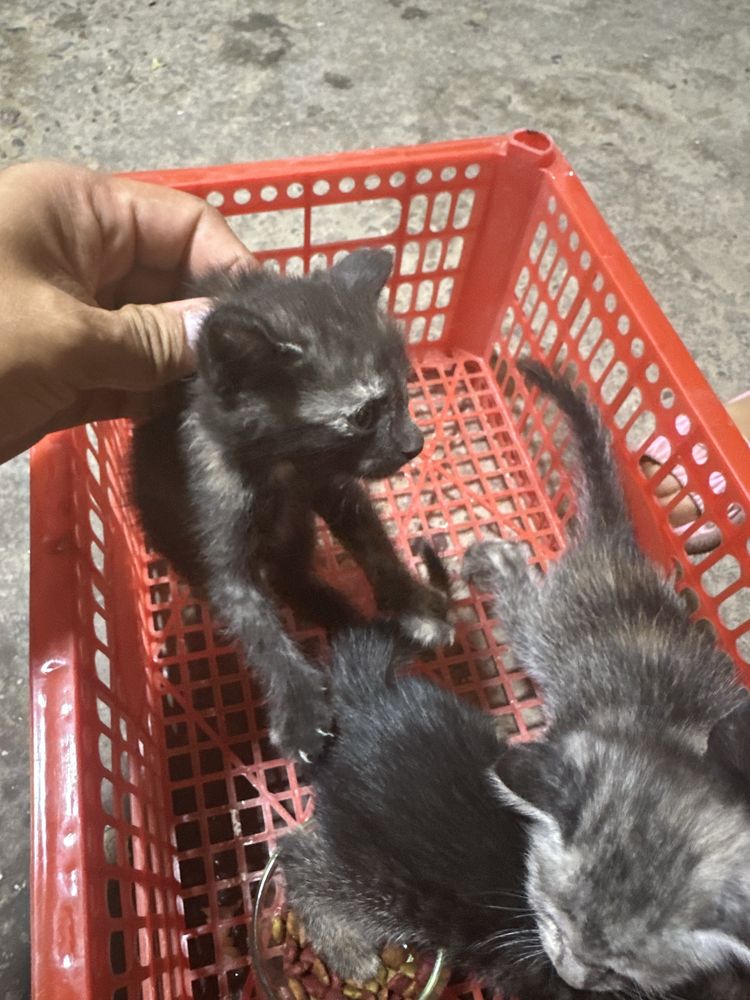 Tekinga beramiz 3 ta Mushukchalar Kokchada manzilimiz Bepul,